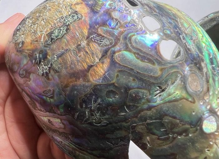 New Zealand Paua Abalone 3 Sea Shells Mother of Pearl