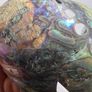 New Zealand Paua Abalone 3 Sea Shells Mother of Pearl Image 10