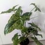 Syngonium Mottled Plant Image 3