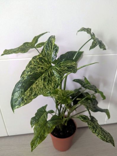 Syngonium Mottled Plant