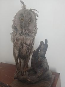 Antique Owl