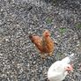 Roosters (FREE) Image 4