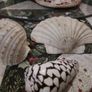 Decorative Shells Image 3
