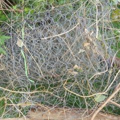Chicken wire