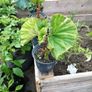 Begonia Image 3
