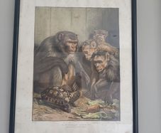Old late 19th century print. A Darwinian Question