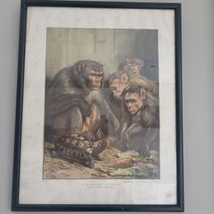 Old late 19th century print. A Darwinian Question