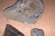 Fossil collection: Ammonite, Clam &amp; Petrified wood
