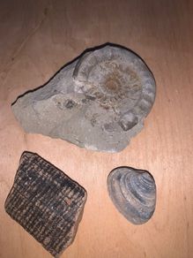 Fossil collection: Ammonite, Clam & Petrified wood