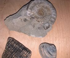 Fossil collection: Ammonite, Clam & Petrified wood