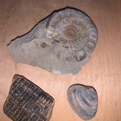 Fossil collection: Ammonite, Clam & Petrified wood