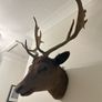 Antique Stags head Image 2