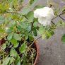 Plant Image 4