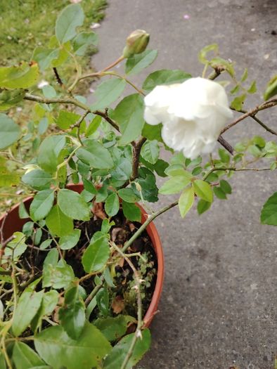 Plant