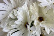 BNWT 2 Stems of artificial Gerbera