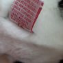 New dog soft beanie buddies with tag Image 6