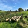 Organic Lambs Image 2