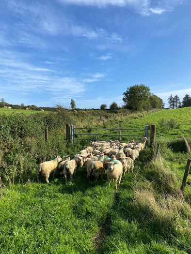 Organic Lambs