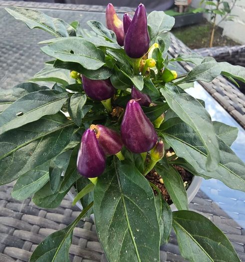 Ornamental pepper plant