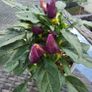 Ornamental pepper plant Image 2