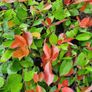 Red Robin Photinia Hedging Image 2