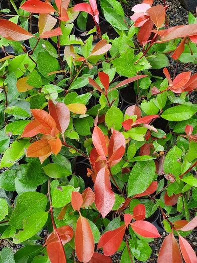 Red Robin Photinia Hedging