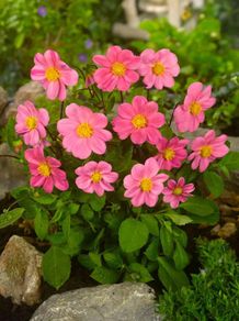 3 x Dahlia tubers TOPMIX PINK