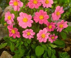 3 x Dahlia tubers TOPMIX PINK