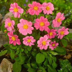 3 x Dahlia tubers TOPMIX PINK