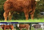 PBR Heifers Q204X