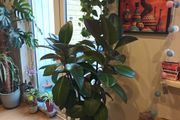 big plant
