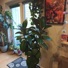 big plant