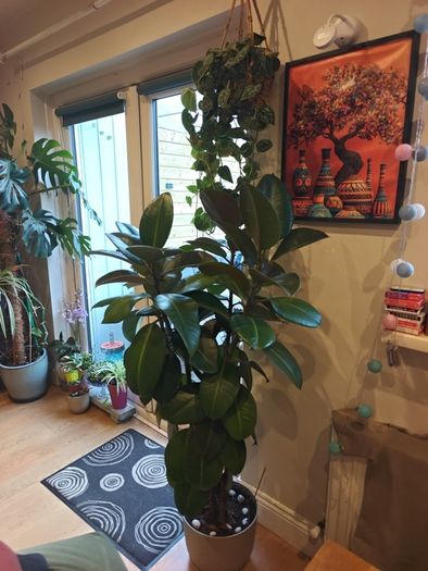 big plant