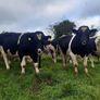Clogheraily Pedigree British Friesian Bulls Image 4