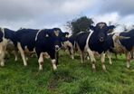 Clogheraily Pedigree British Friesian Bulls