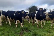 Clogheraily Pedigree British Friesian Bulls