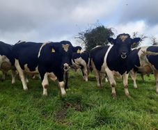 Clogheraily Pedigree British Friesian Bulls