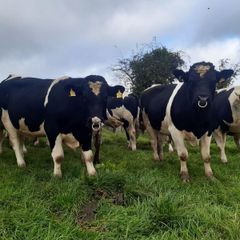 Clogheraily Pedigree British Friesian Bulls