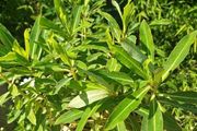Euphorbia milifera