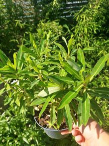 Euphorbia milifera