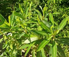 Euphorbia milifera