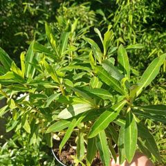 Euphorbia milifera