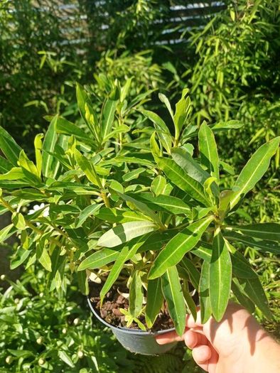 Euphorbia milifera