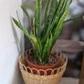 Few plant pots, in different varieties. Image 2