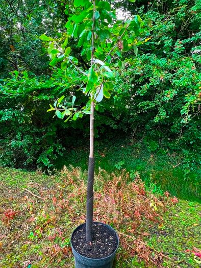 apple plants