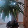 yucca Image 3