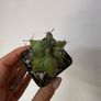 Myrtillocactus geometrizans fukurokuryuzinboku "boobie cactus" Image 4