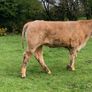 12 400kg 2025 born heifer off fresh tb test Image 6