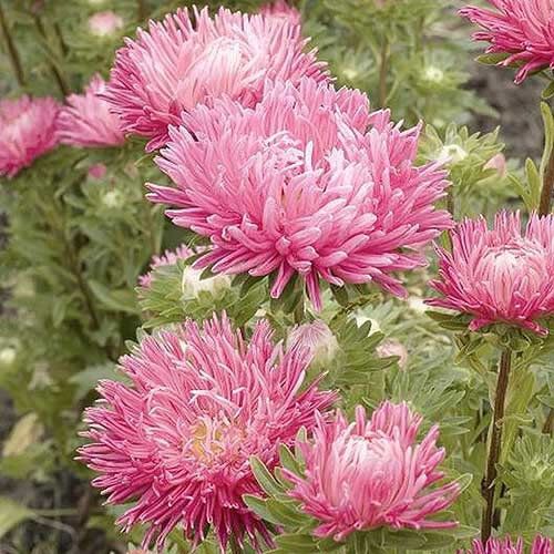 (A) Aster Juwel Lilac Rose seeds 0.3g (approx. 150 seeds) (413027)