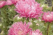 (A) Aster Juwel Lilac Rose seeds 0.3g (approx. 150 seeds) (413027)